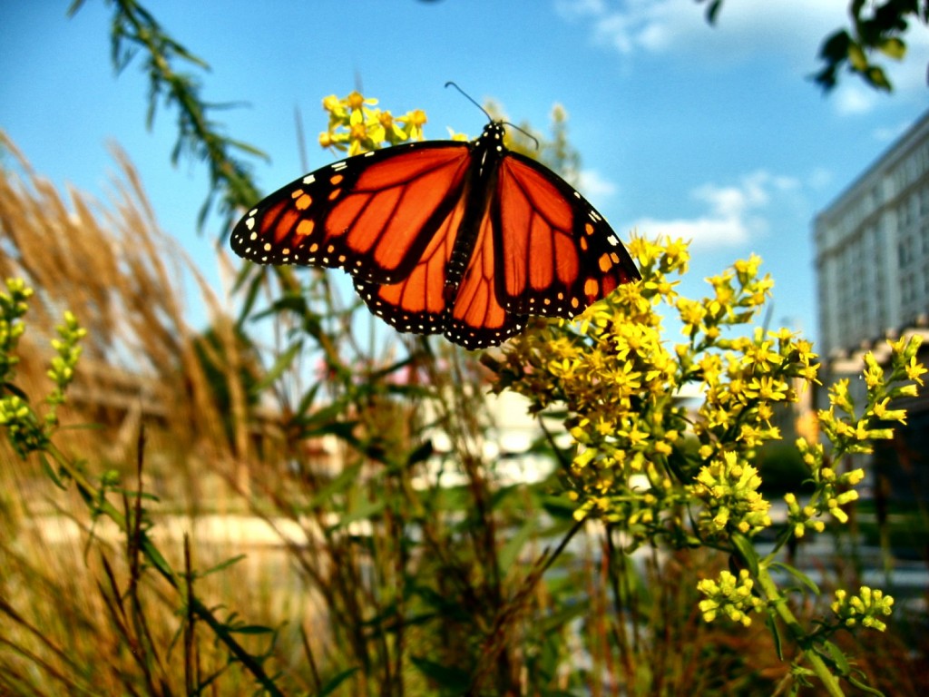 Monarch_Butterfly