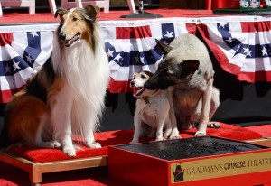 Uggie Immortalized With Hand And Footprint Ceremony