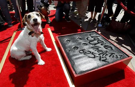 The dog Uggie, featured in the film "The Artist", is pictured after leaving his paw prints in cement in the forecourt of the Grauman's Chinese theatre in Hollywood